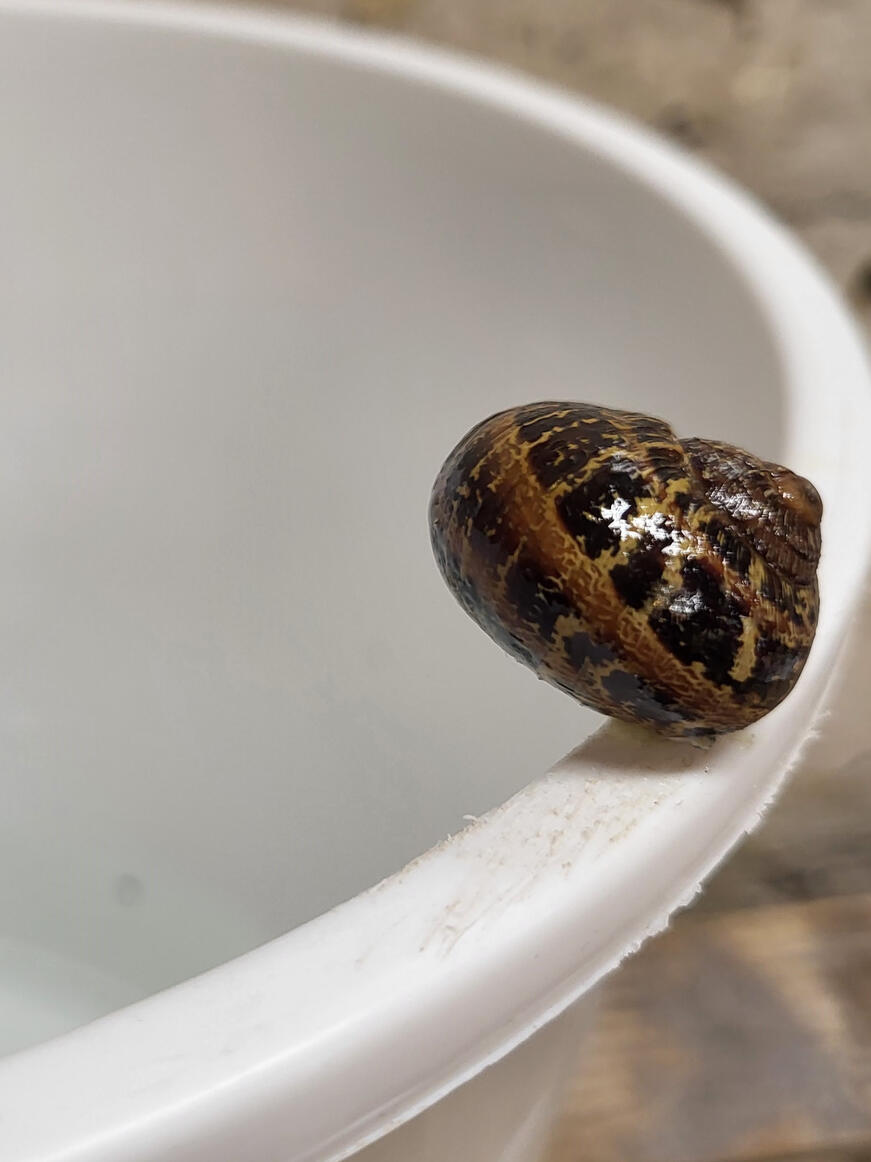 Suicidal Snails